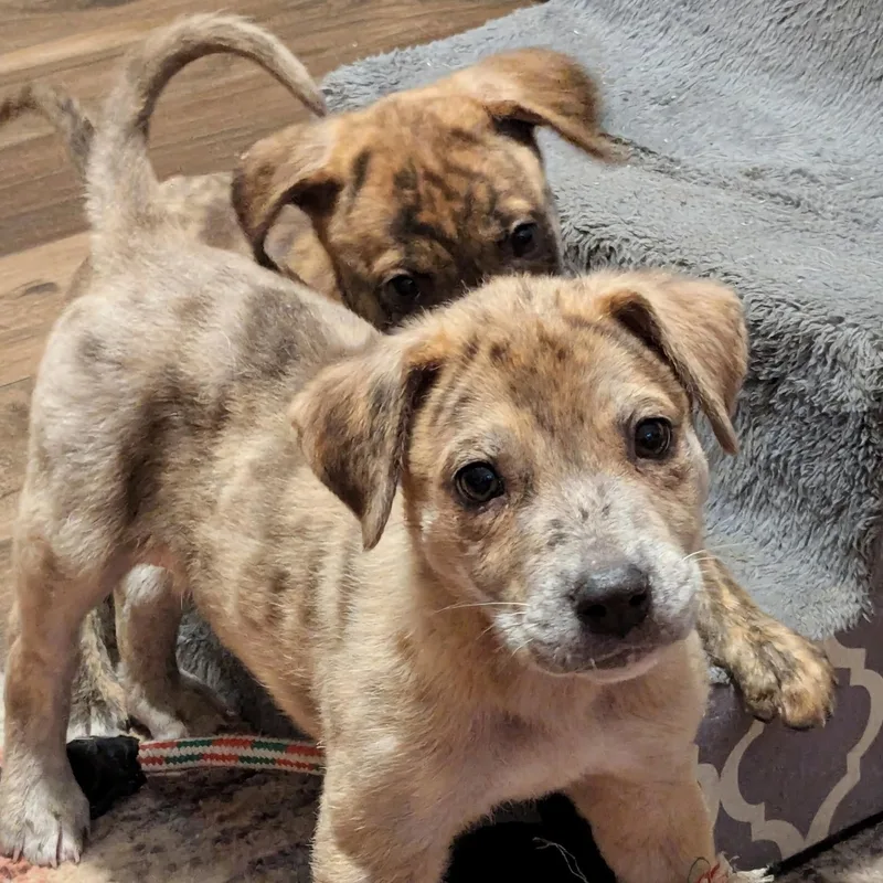 A baby medium-sized female Gray / Blue / Silver Australian Cattle Dog / Blue Heeler dog named Stormi  Coming Soon for adoption in League City, TX