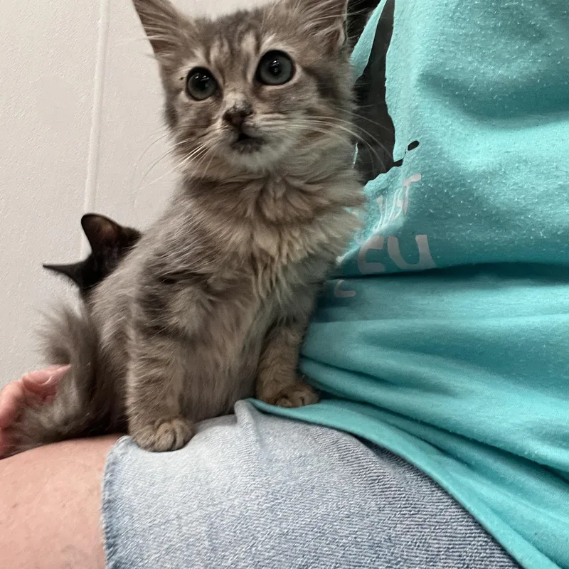 A baby medium-sized female Domestic Short Hair cat named Jade for adoption in Palmetto, FL