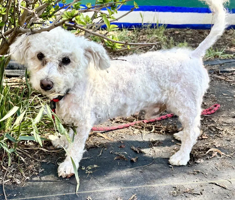 An adult medium-sized male Maltese dog named Macaroon for adoption in Oakland, CA