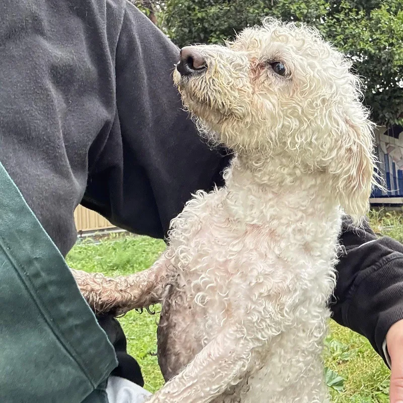 Macaroon thumbnail 2