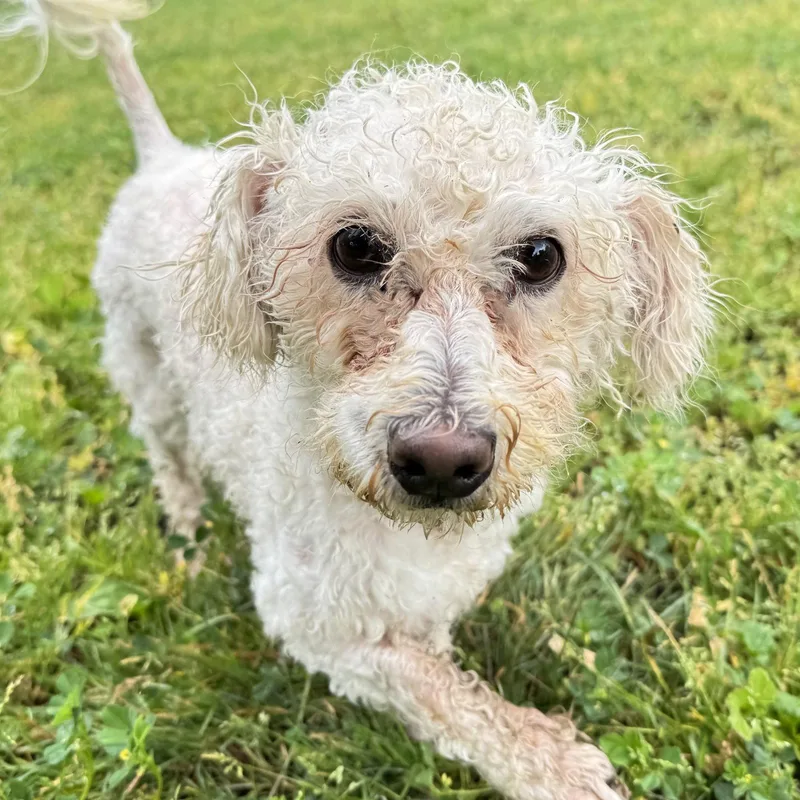 Macaroon thumbnail 3