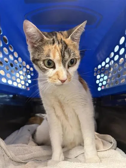 An adult medium-sized female Domestic Short Hair cat named Polly Pocket for adoption in West Chester, PA