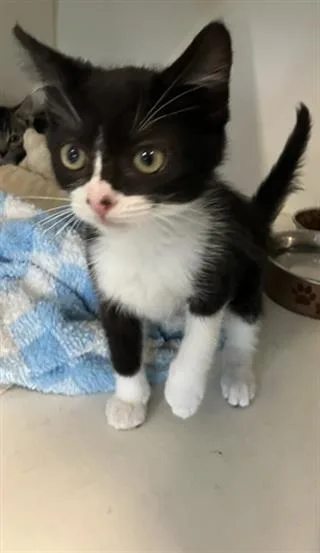 A baby small-sized male Domestic Short Hair cat named Ramsy for adoption in Long Beach, CA
