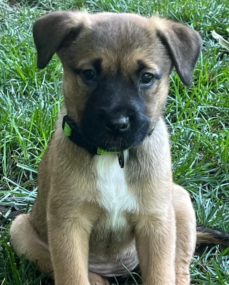 A baby medium-sized female Shepherd dog named Shiloh for adoption in Columbia, IL