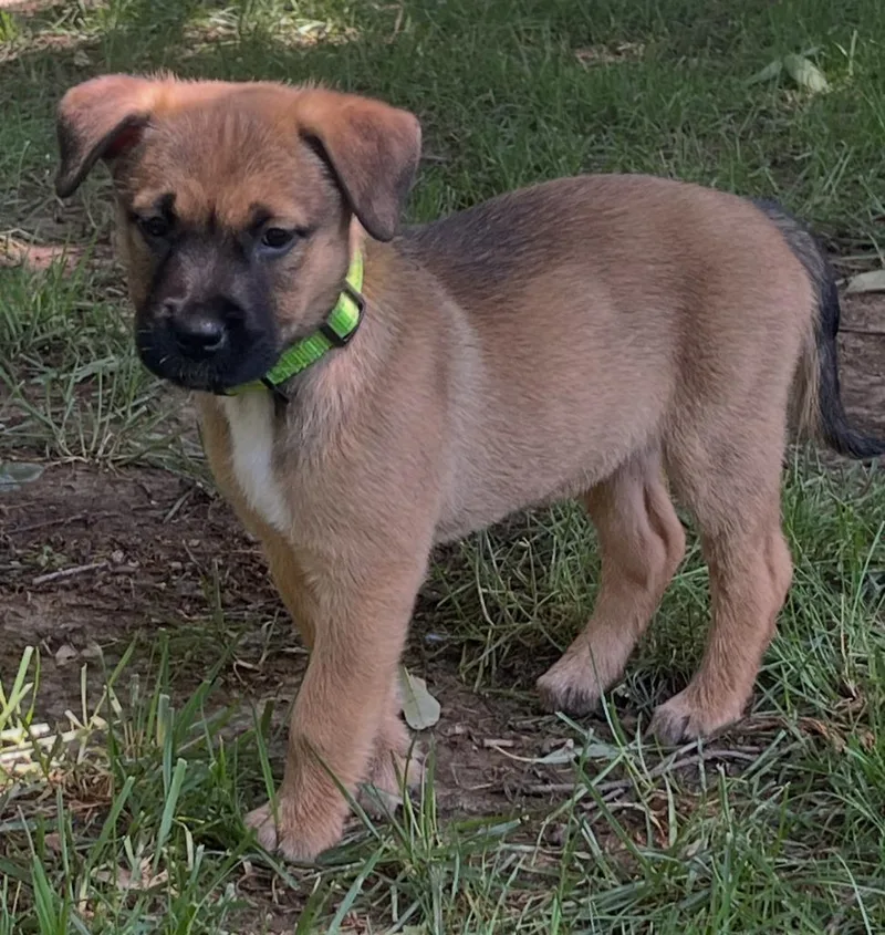 Shiloh thumbnail 2