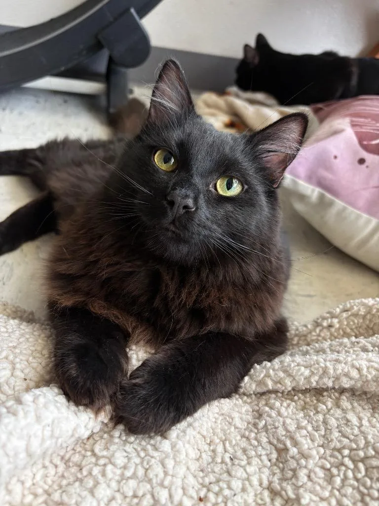 Metrion Icc thumbnail 2