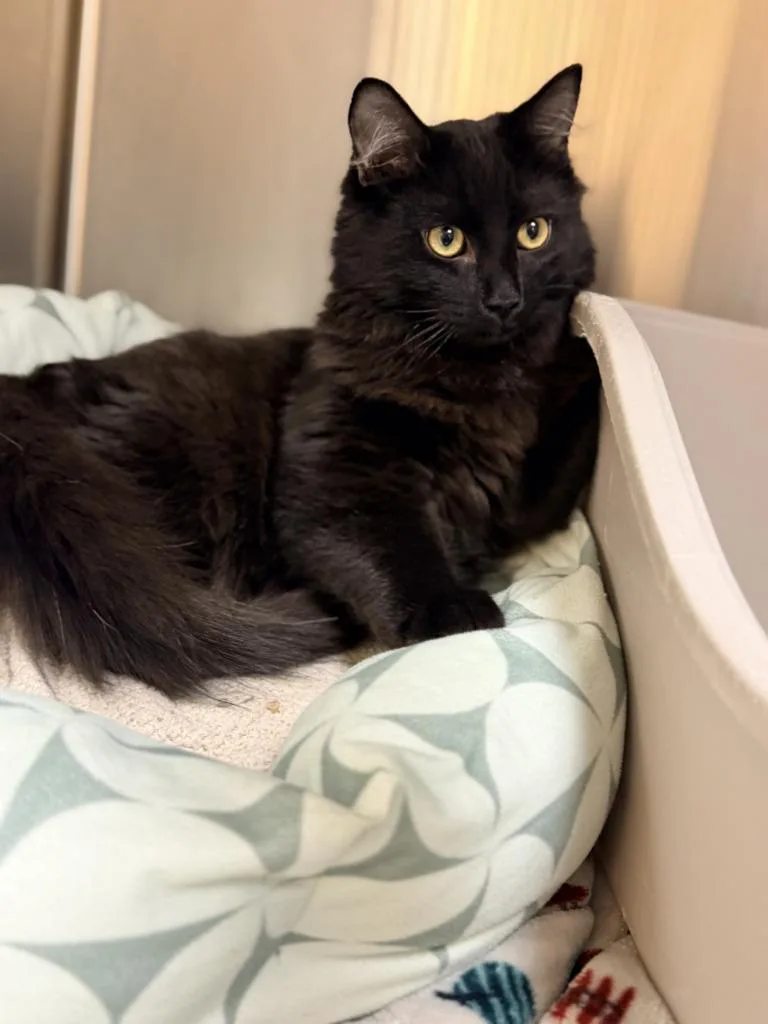 Metrion Icc thumbnail 3