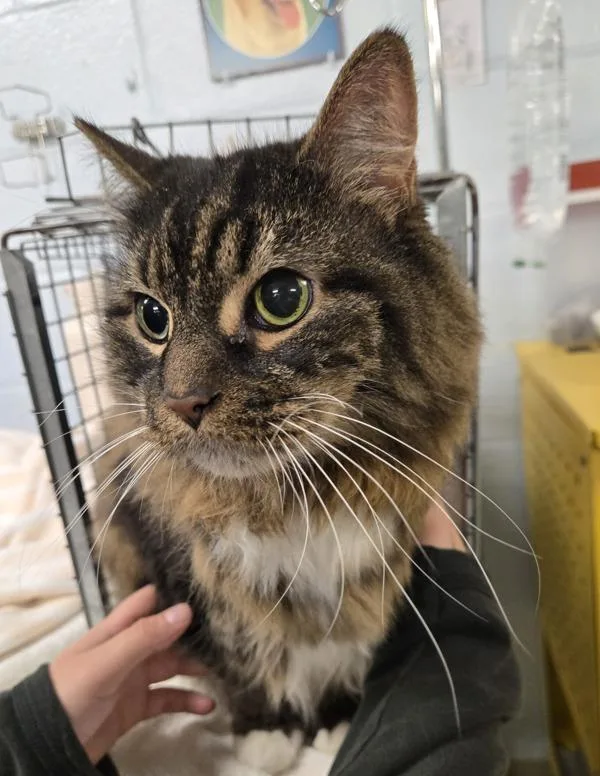 A senior small-sized male Domestic Medium Hair cat named Petal for adoption in Millersville, MD