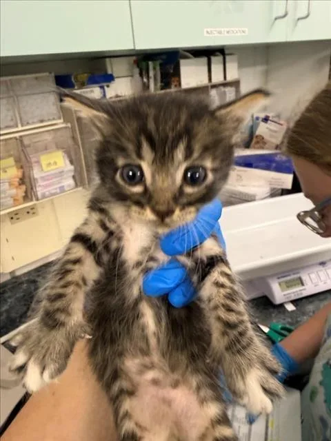A baby small-sized male Brown / Chocolate Domestic Short Hair cat named Emile for adoption in Woodland, CA
