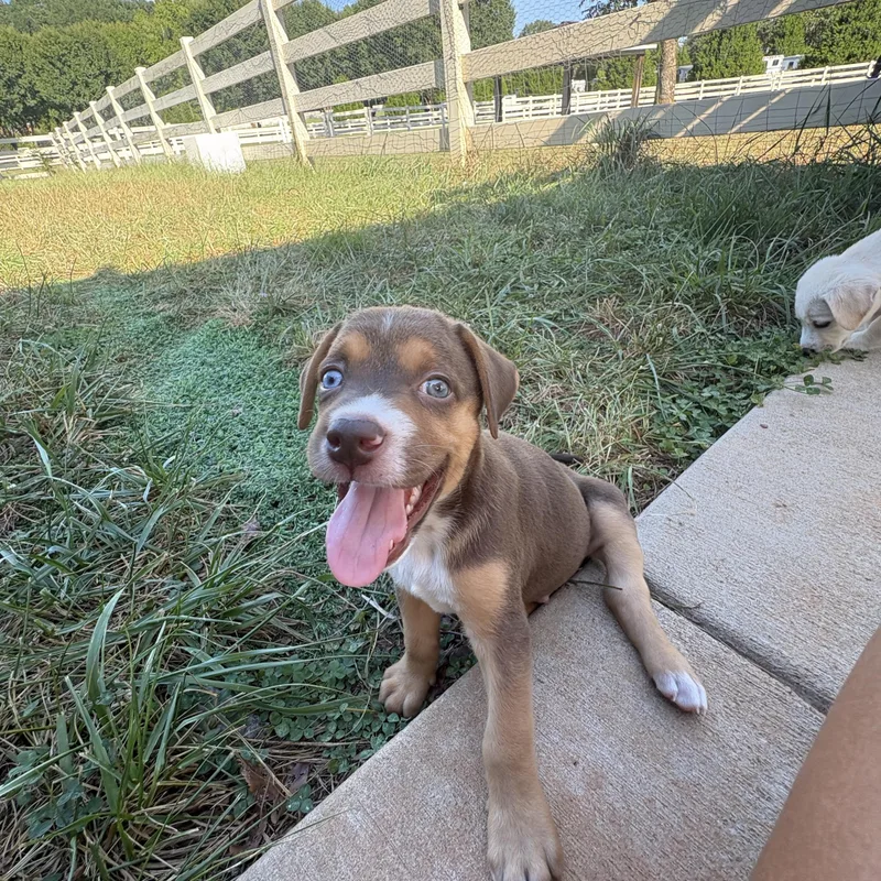 A baby medium-sized male Mixed Breed dog named Panther for adoption in Charlotte, NC