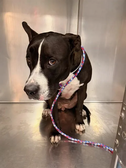 An adult medium-sized female Pit Bull Terrier dog named Denise for adoption in Thousand Palms, CA
