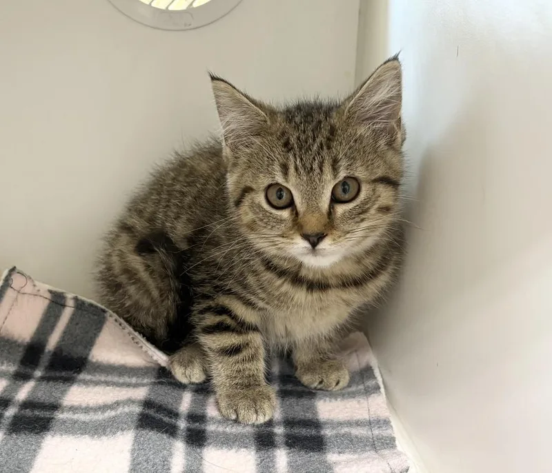 A baby medium-sized female Tabby (Brown / Chocolate) Domestic Medium Hair cat named Marla for adoption in Rochester, IN