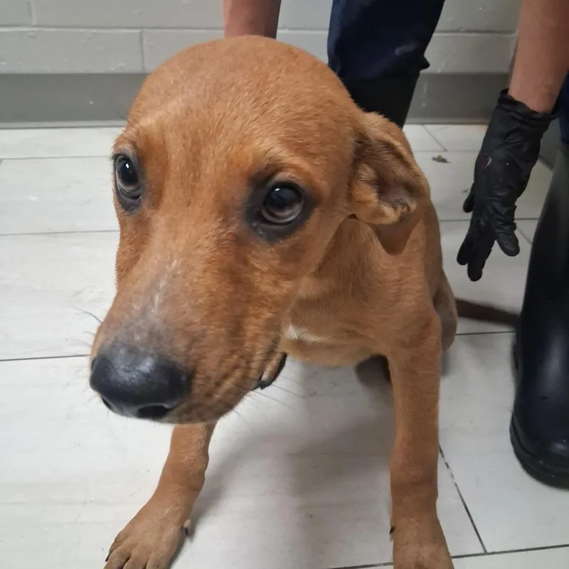 A baby small-sized male Sable Mixed Breed dog named Darby for adoption in Lufkin, TX