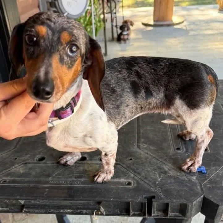 An adult small-sized female Black Dachshund dog named Mj for adoption in Alexandria, VA
