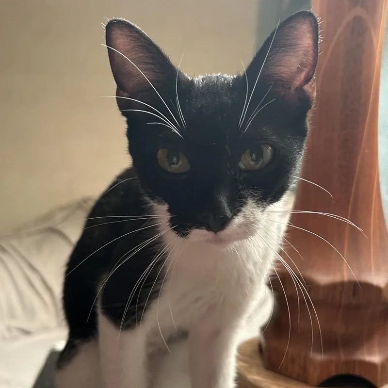 A young small-sized female Black Domestic Short Hair cat named Dhezi for adoption in Pacific Palisades, CA