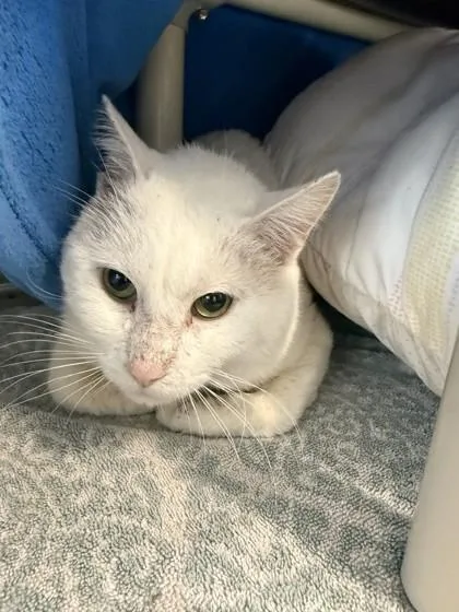 An adult small-sized male Domestic Short Hair cat named Gumbo for adoption in Scotia, NY