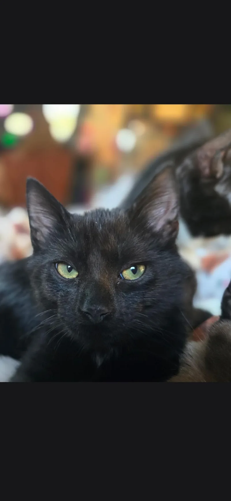 A baby large-sized male Black Domestic Short Hair cat named Thackery for adoption in Medford, WI