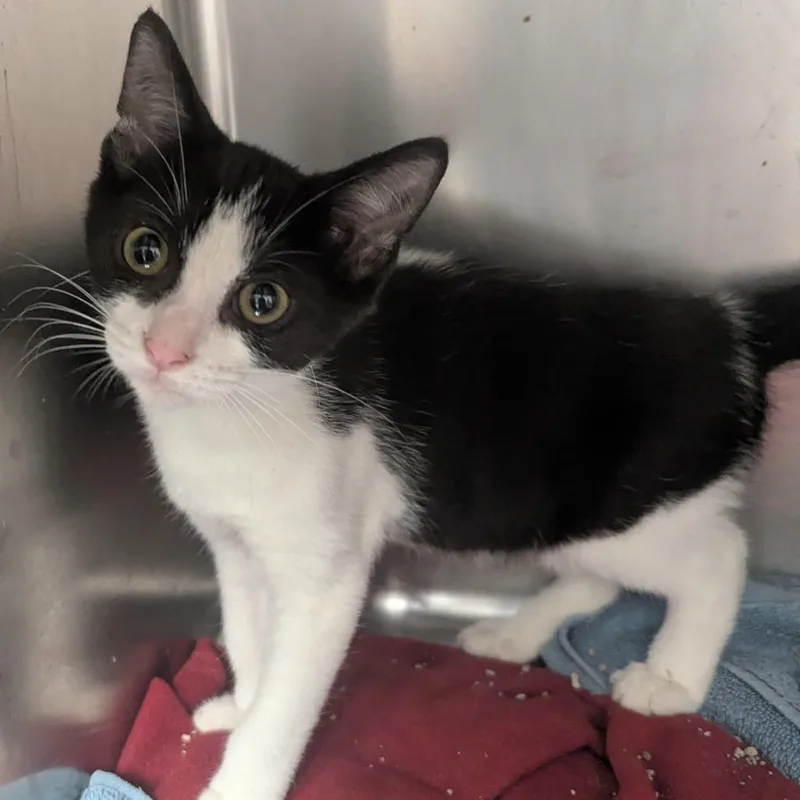 A baby small-sized male Black Domestic Short Hair cat named Parris for adoption in Evansville, IN