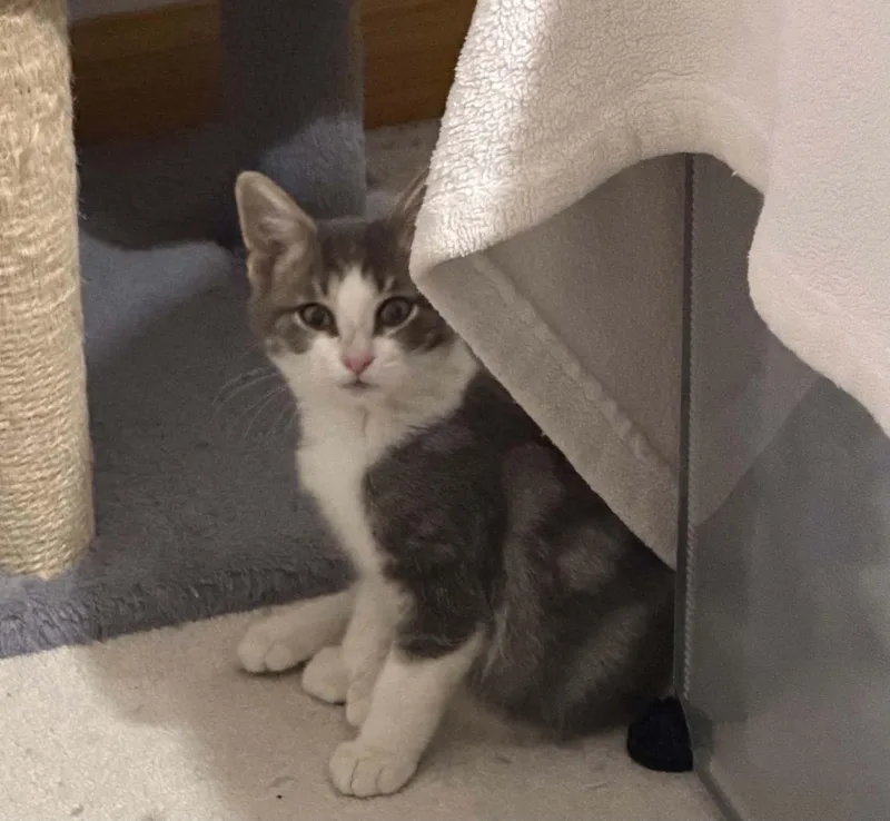 A baby medium-sized male Gray & White Domestic Short Hair cat named Wells for adoption in Battle Creek, MI