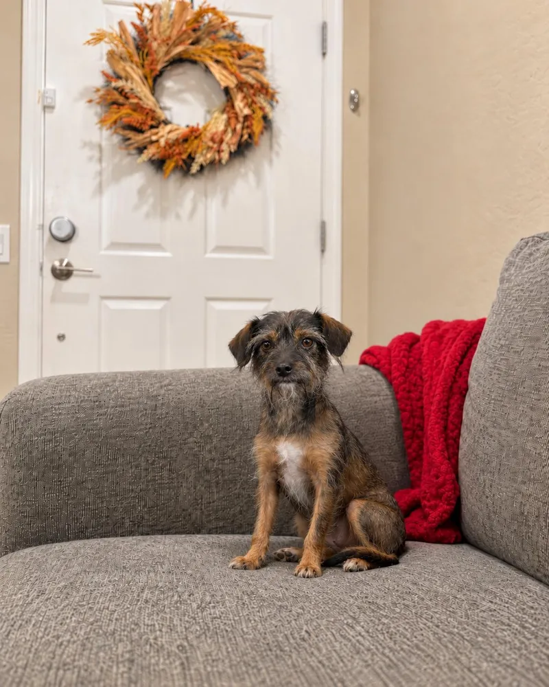 A young small-sized female Wirehaired Terrier dog named Vamperina for adoption in Goodyear, AZ