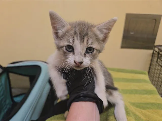 A baby small-sized female Domestic Short Hair cat named Tofu for adoption in Tustin, CA