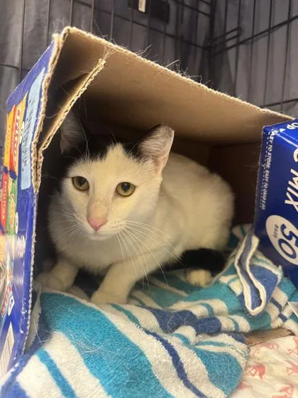 An adult medium-sized male Domestic Short Hair cat named Davinci for adoption in Vero Beach, FL