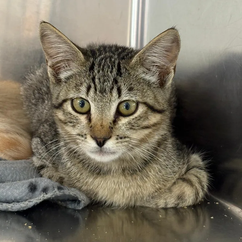 A baby small-sized male Gray / Blue / Silver Domestic Short Hair cat named Bull for adoption in Leander, TX