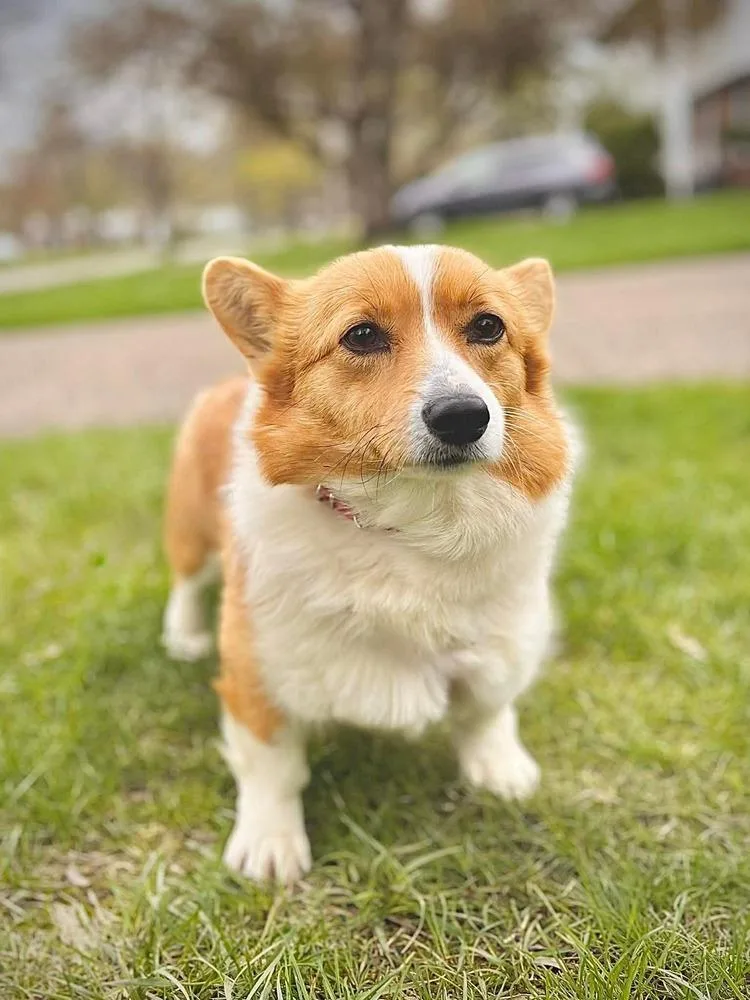 Lulu