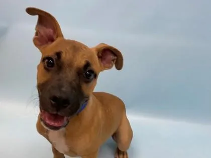 A baby small-sized male Black Mouth Cur dog named Bundt Cake for adoption in Woodbury, MN