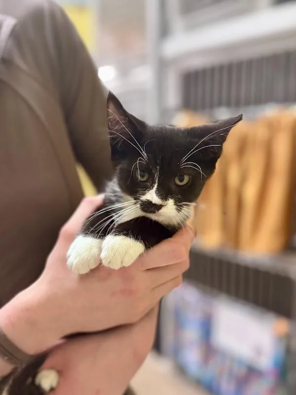 A young medium-sized female Black Domestic Short Hair cat named Toe for adoption in Wooster, OH