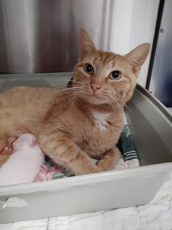 A young medium-sized female Domestic Short Hair cat named Chicken Runner for adoption in Republic, MO