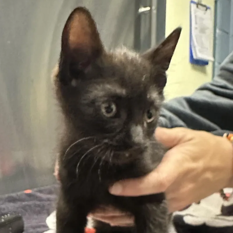 A baby small-sized male Black American Shorthair cat named Shadow for adoption in Providence, RI