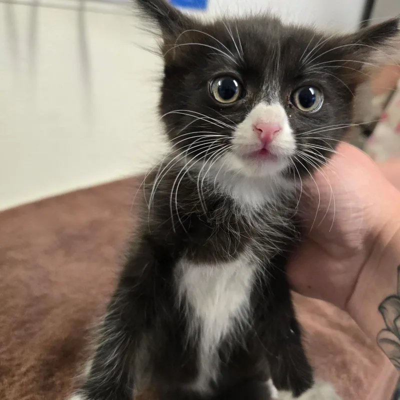 A baby small-sized female Black Domestic Medium Hair cat named Tina for adoption in Fort Bragg, CA