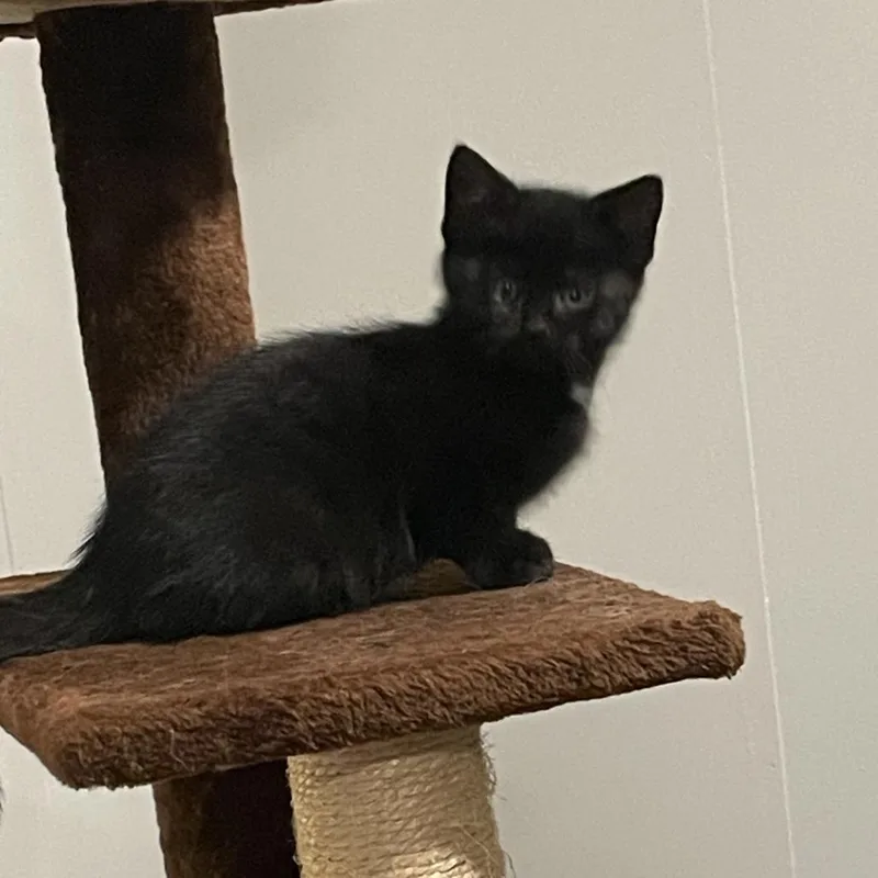 A baby small-sized female Black Domestic Short Hair cat named Crow for adoption in Granville, OH