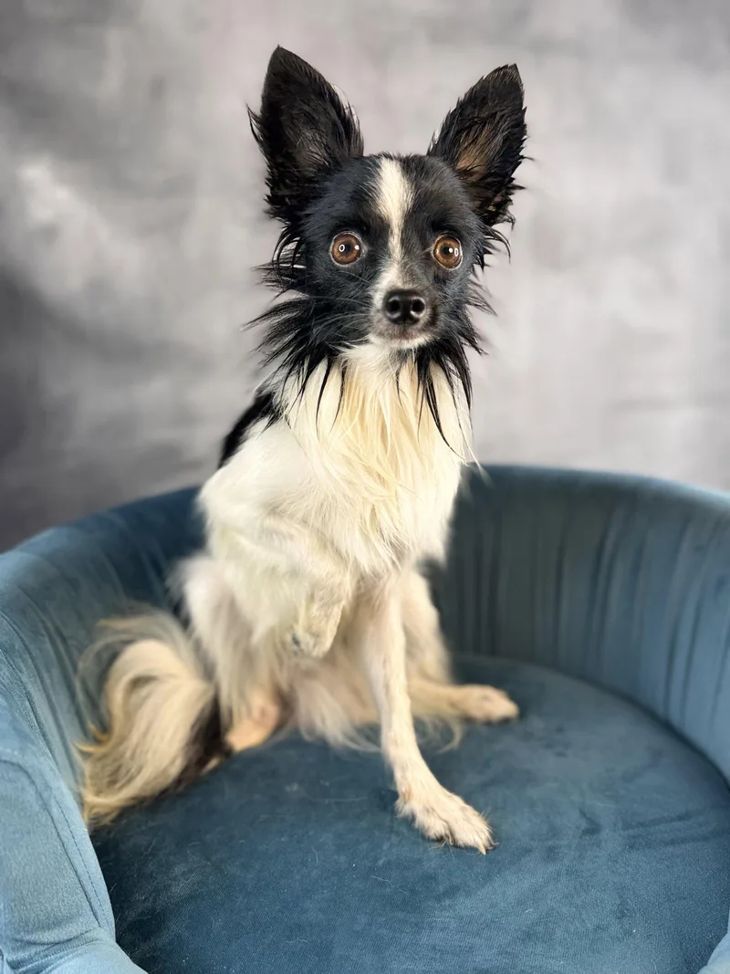 An adult small-sized male Papillon dog named Bungee for adoption in Garland, TX