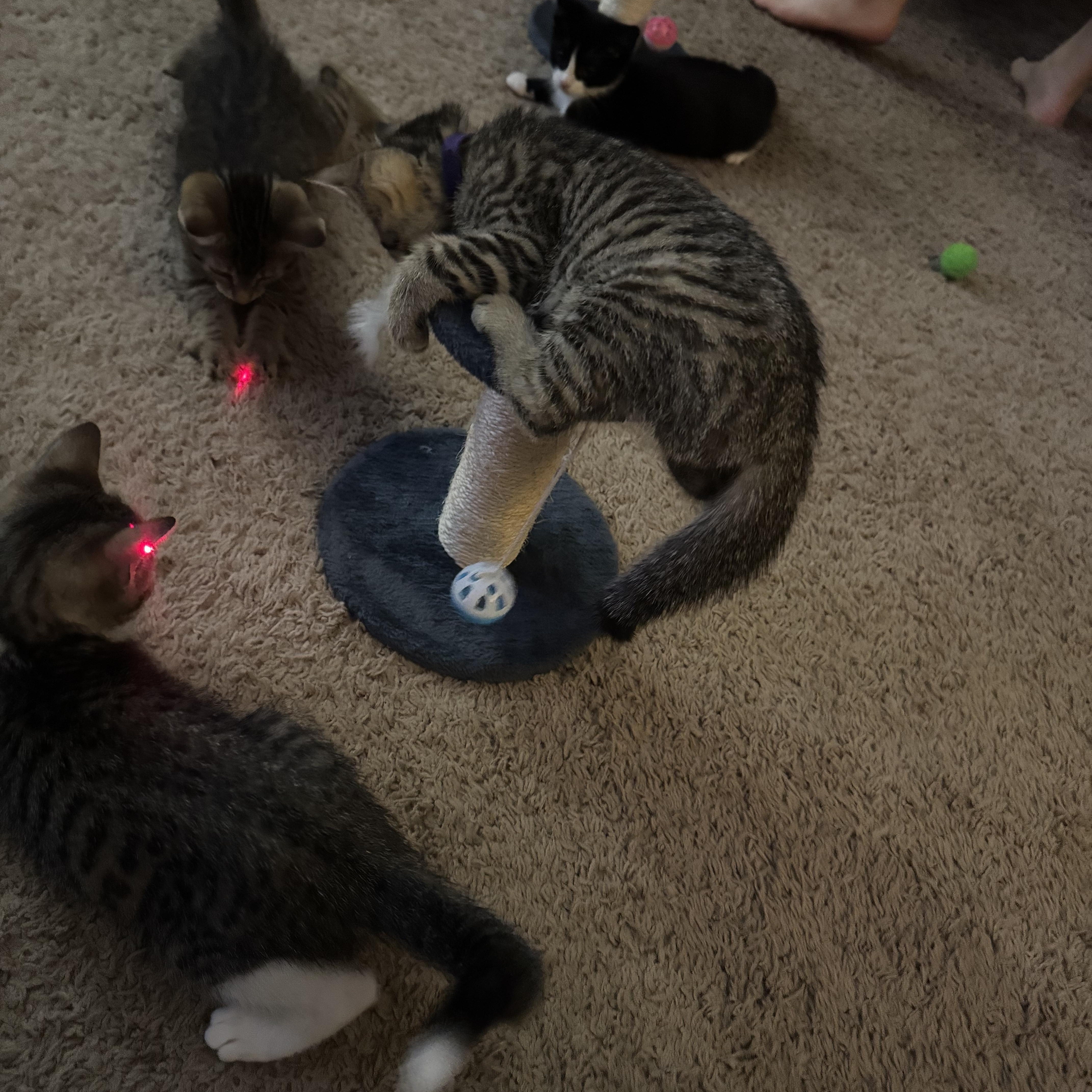A baby medium-sized female Tabby (Brown / Chocolate) Tabby cat named Josie for adoption in Wyandotte, MI
