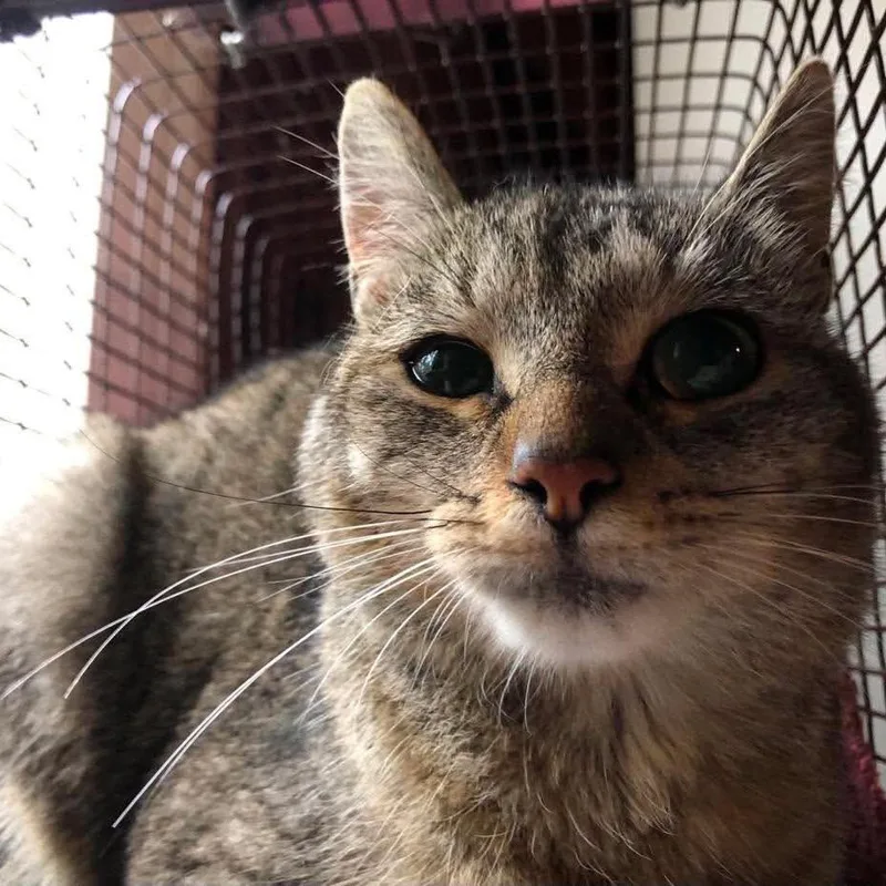 Lentil