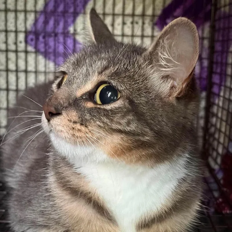 Lentil thumbnail 2