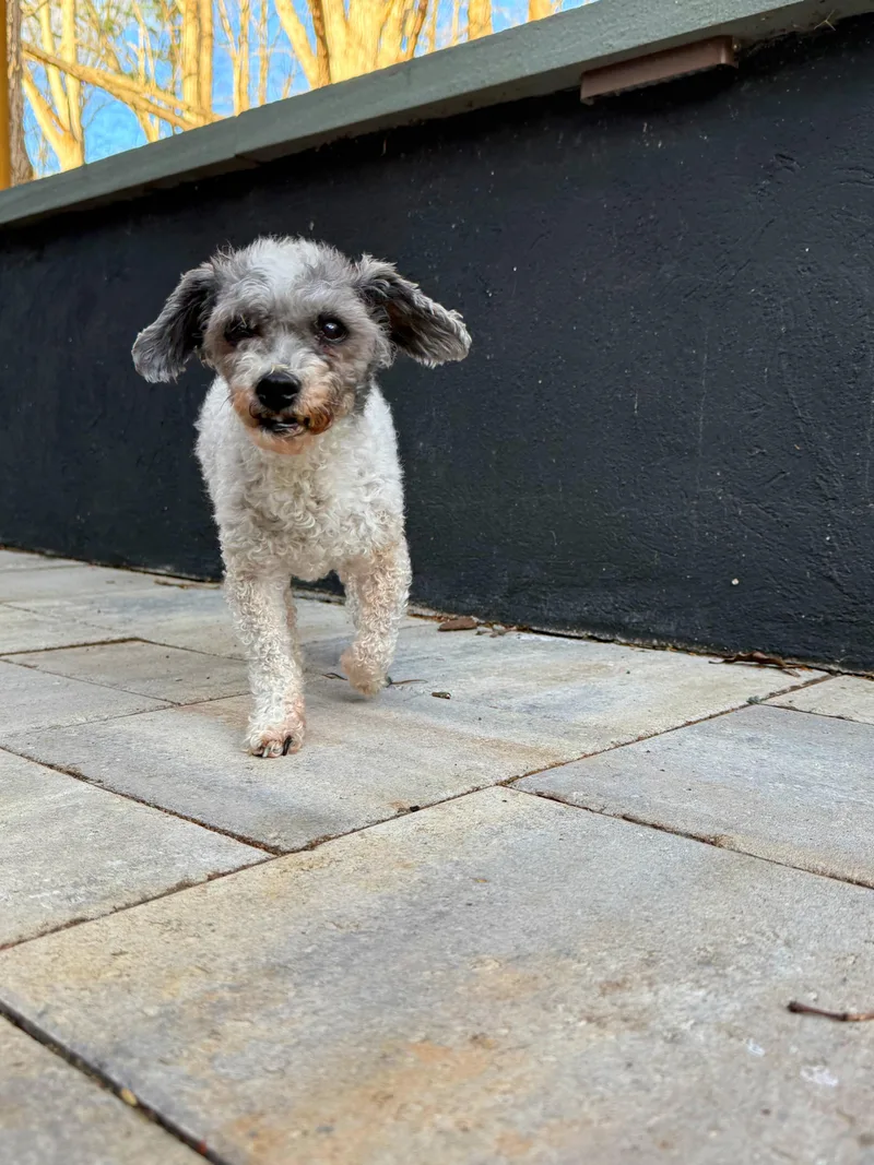 Gravy Boat thumbnail 2