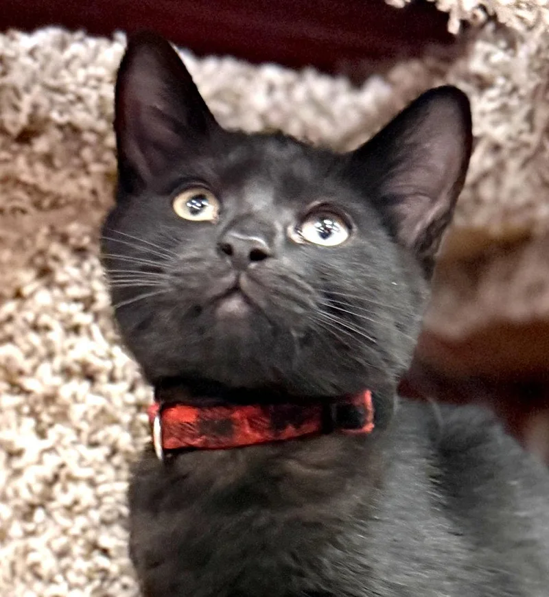 A baby medium-sized male Black Domestic Short Hair cat named Tober for adoption in Ventura, CA
