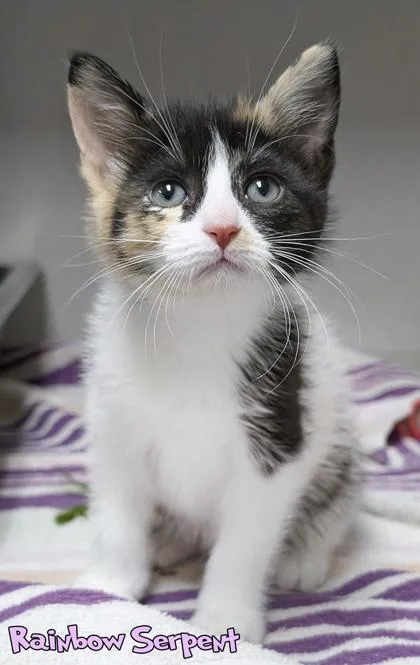 A baby small-sized female Domestic Short Hair cat named Rainbow Serpent for adoption in Mason, MI