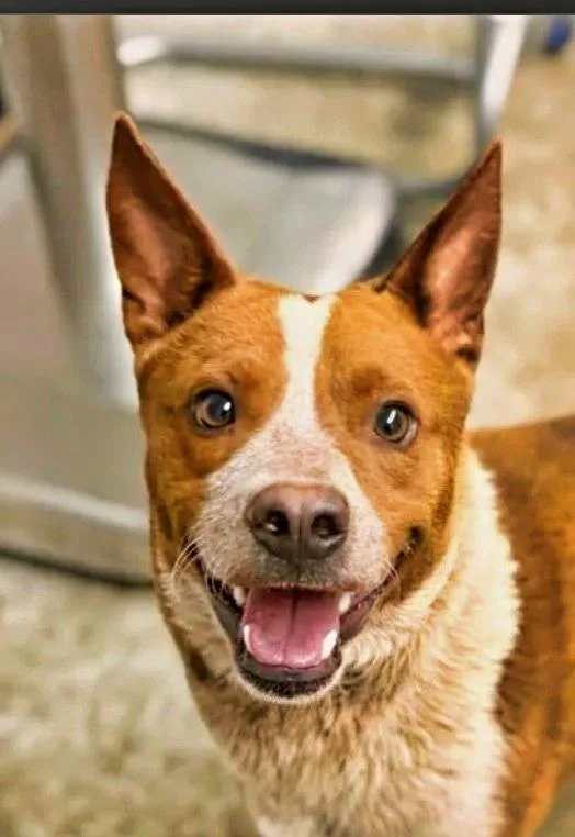 A young medium-sized male Red / Chestnut / Orange Australian Cattle Dog / Blue Heeler dog named Blaze for adoption in Boulder, CO