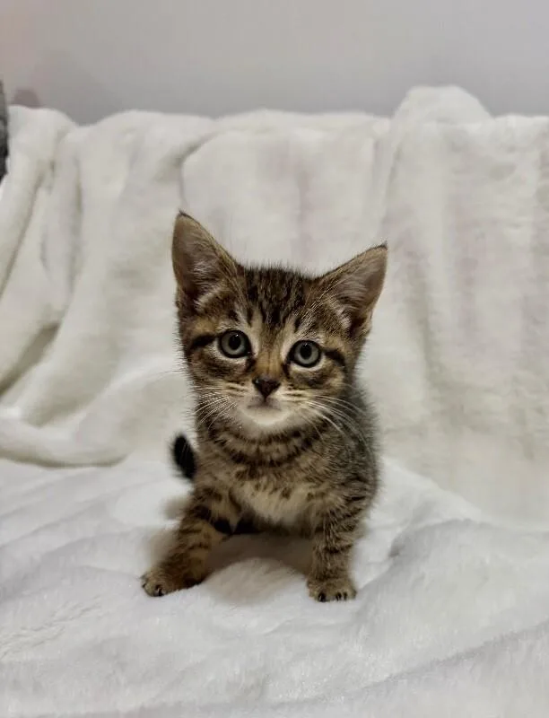 A young medium-sized female Tabby (Brown / Chocolate) Domestic Short Hair cat named Flora for adoption in North Babylon, NY