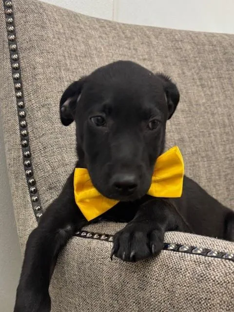 A baby medium-sized male Black Labrador Retriever dog named Gold for adoption in Hawk Point, MO
