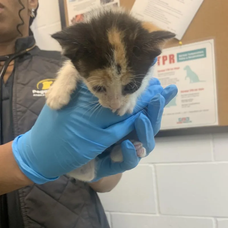 A baby small-sized female Black Domestic Short Hair cat named Tetra for adoption in West Palm Beach, FL