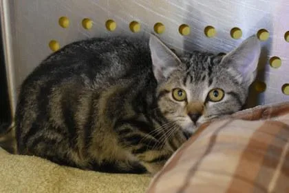 A young large-sized female Domestic Short Hair cat named Galaxy for adoption in Kansas City, MO