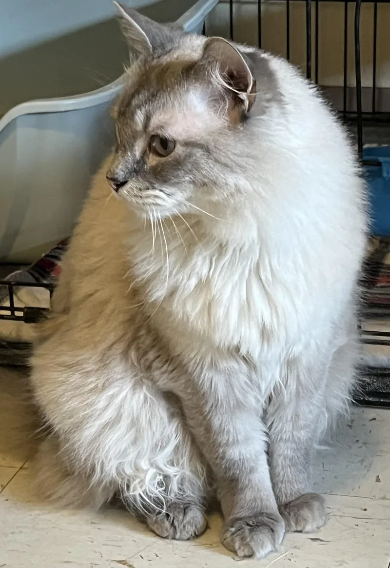 An adult medium-sized male Cream / Ivory Domestic Medium Hair cat named Sebastian and Binx for adoption in Moline, IL