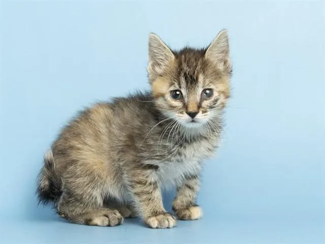 A baby small-sized female Domestic Short Hair cat named Coby for adoption in Phoenix, AZ
