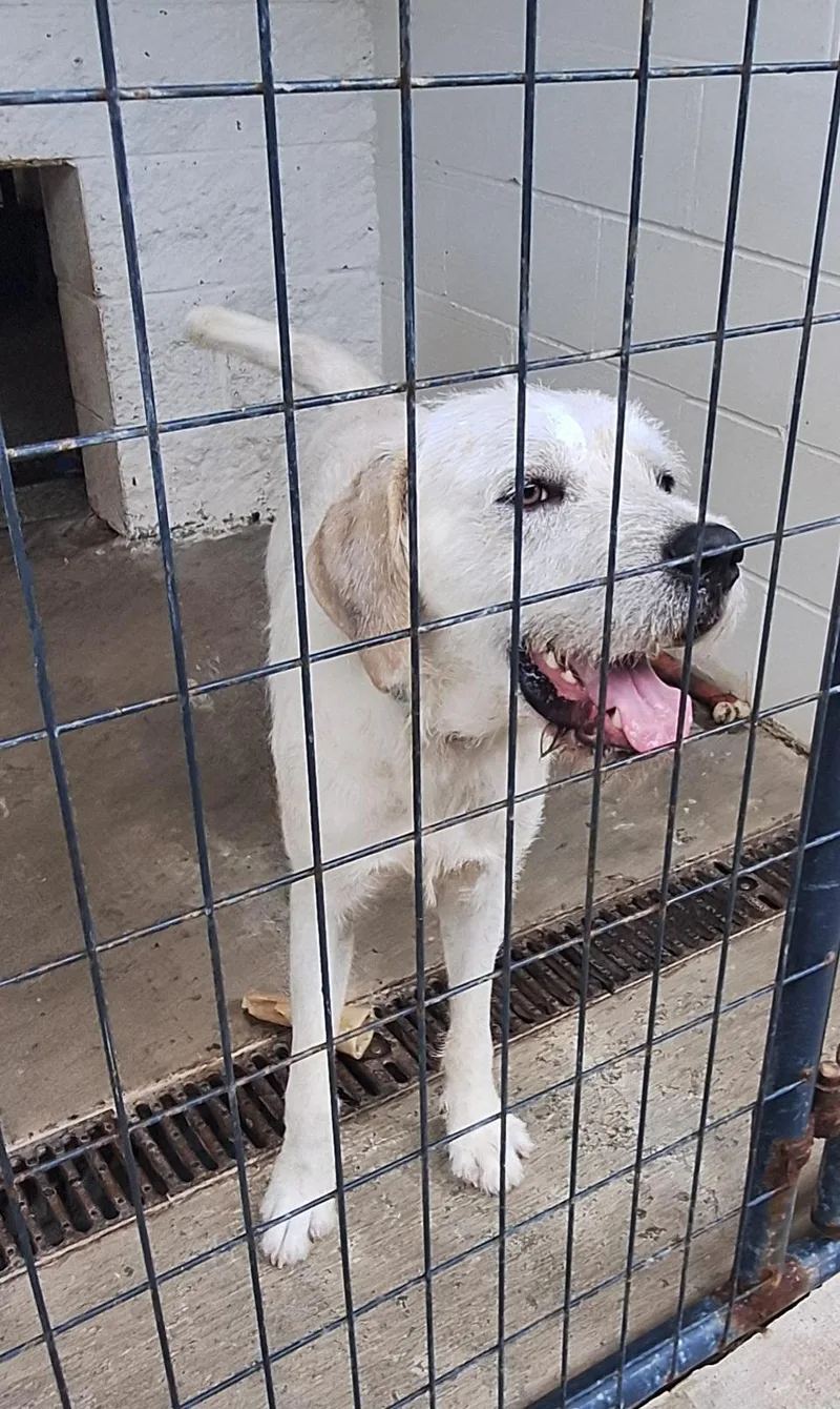 An adult medium-sized male White / Cream Mixed Breed dog named Jake for adoption in Stanton, KY