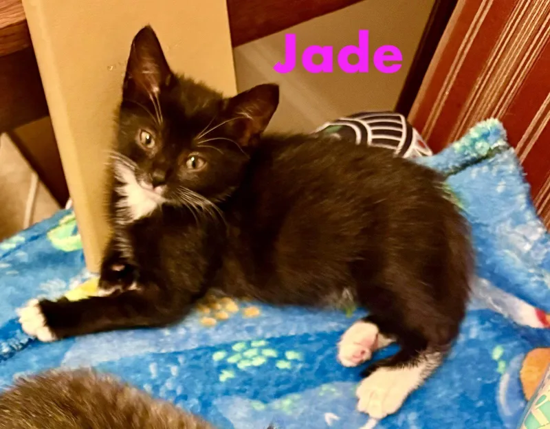 A baby medium-sized female Black & White / Tuxedo Domestic Short Hair cat named Jade for adoption in Reston, VA